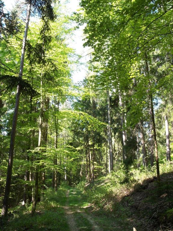Вілла Blockhaus Hedwig Stamsried Екстер'єр фото